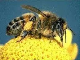 Honeybee image 1