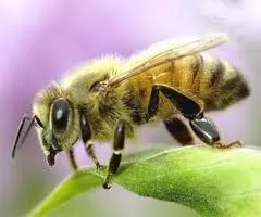 Honeybee image 2