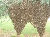 Swarm removal example 1