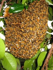 Swarm removal example 2