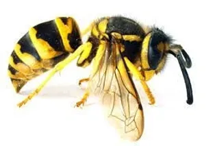 Eastern Yellow Jacket