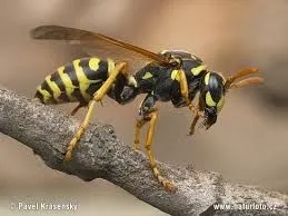 Yellow Jacket image 1