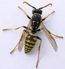 Yellow Jacket image 2